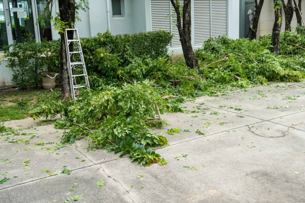 Best Utility Line Clearance  in Mountain Village, CO