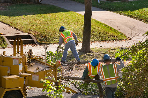 Best Lawn Irrigation Installation and Maintenance  in Mountain Village, CO